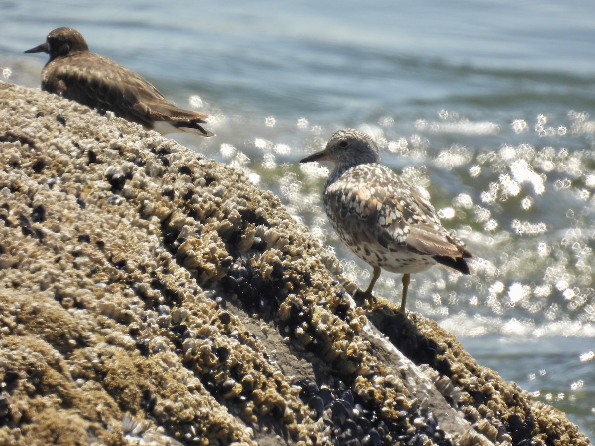 Surfbird - ML593801471