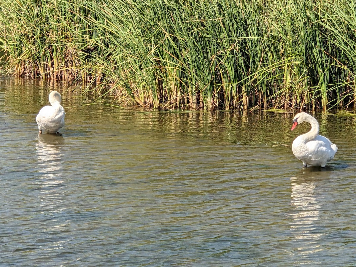 Mute Swan - ML593801591