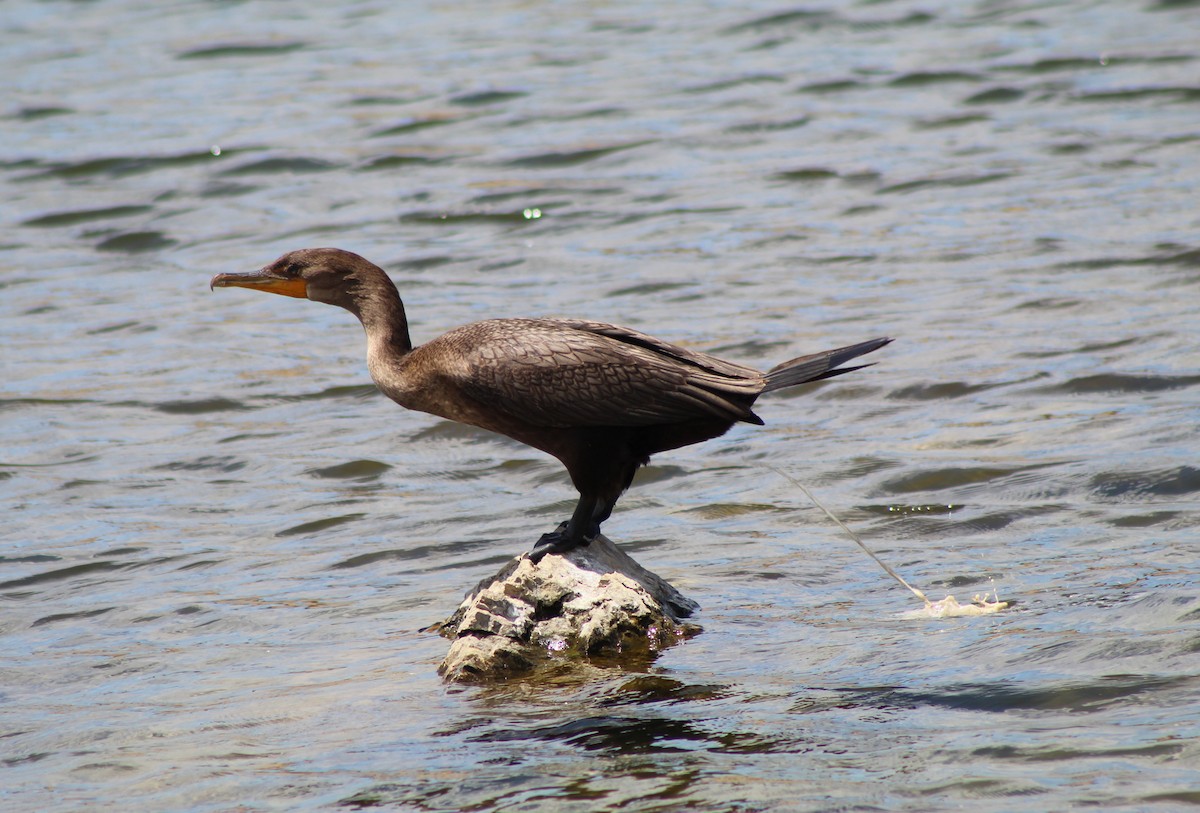 Double-crested Cormorant - London Graham