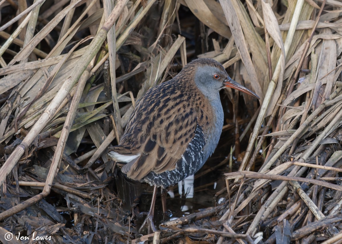 Water Rail - ML593802951