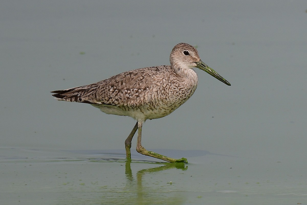 Willet - ML593803061