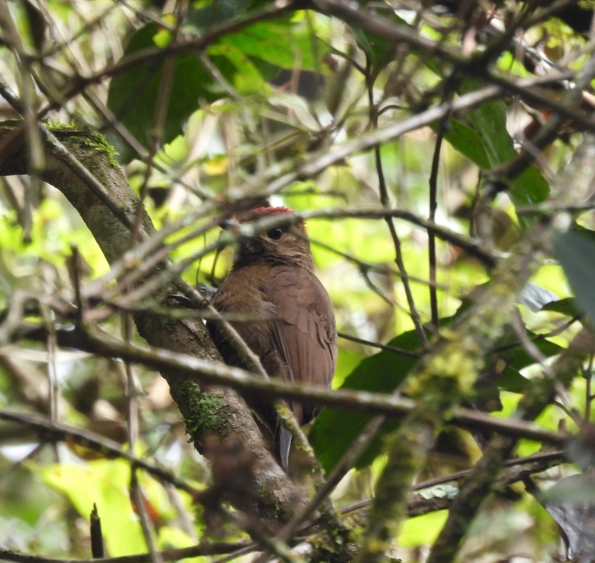 Smoky-brown Woodpecker - ML593803181