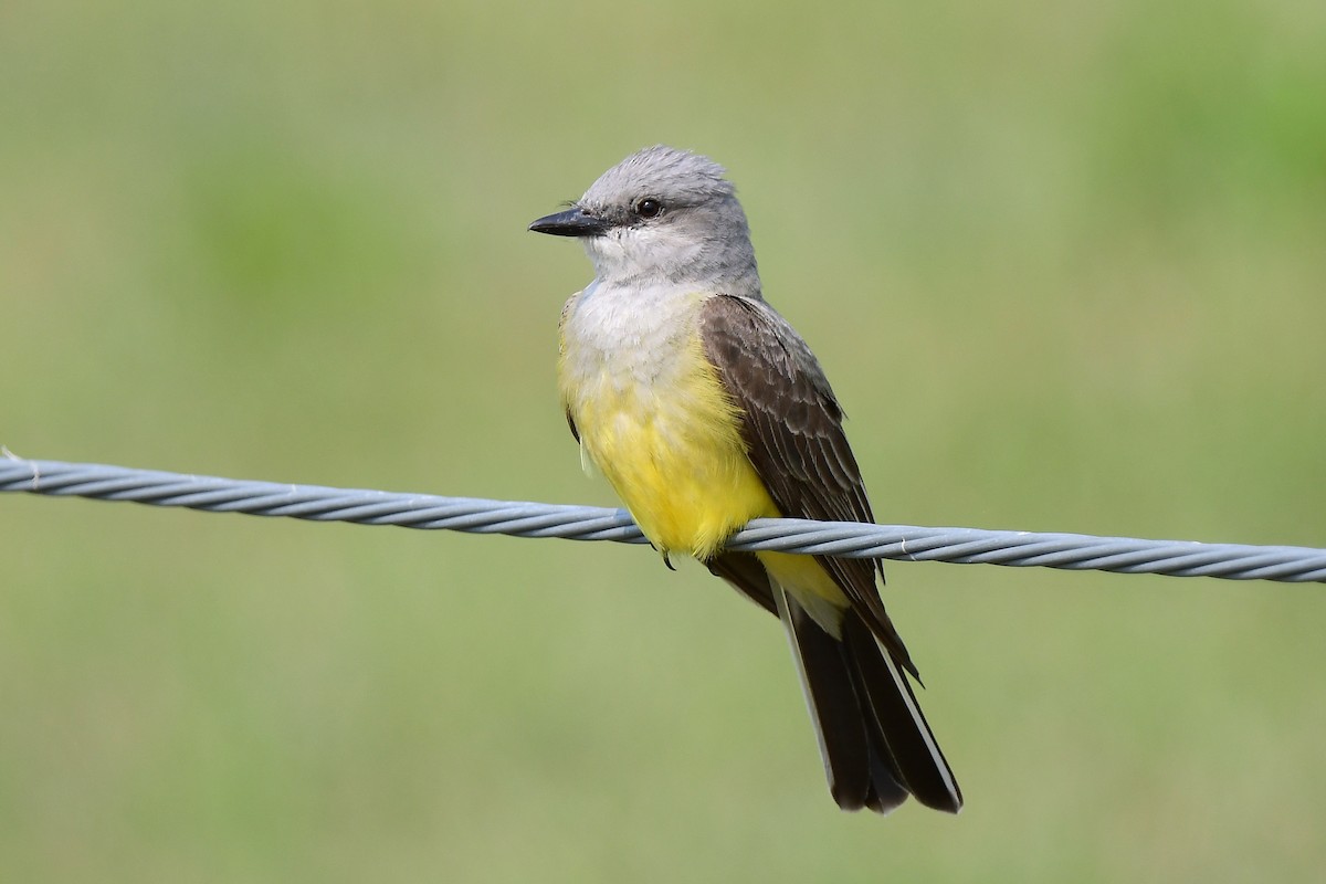 Western Kingbird - ML593803311