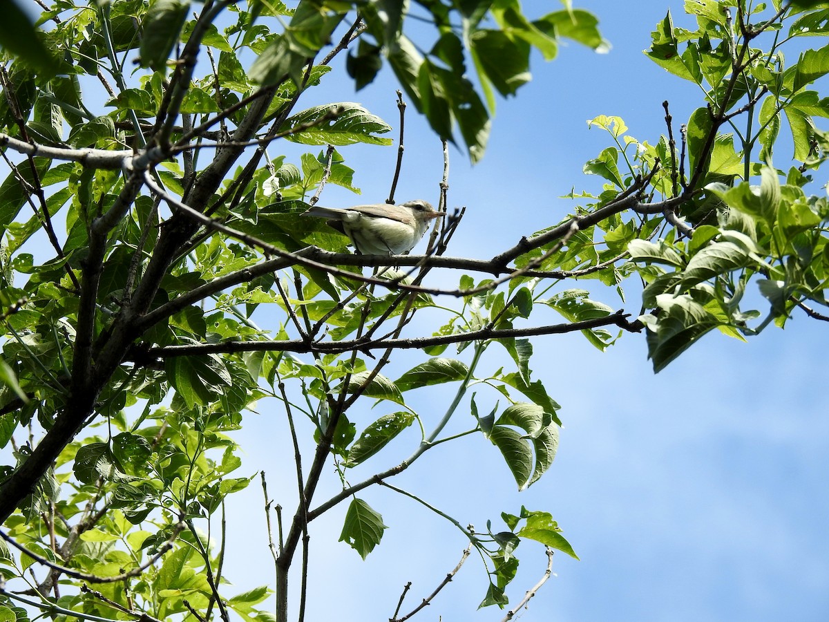 Warbling Vireo (Eastern) - ML593803711