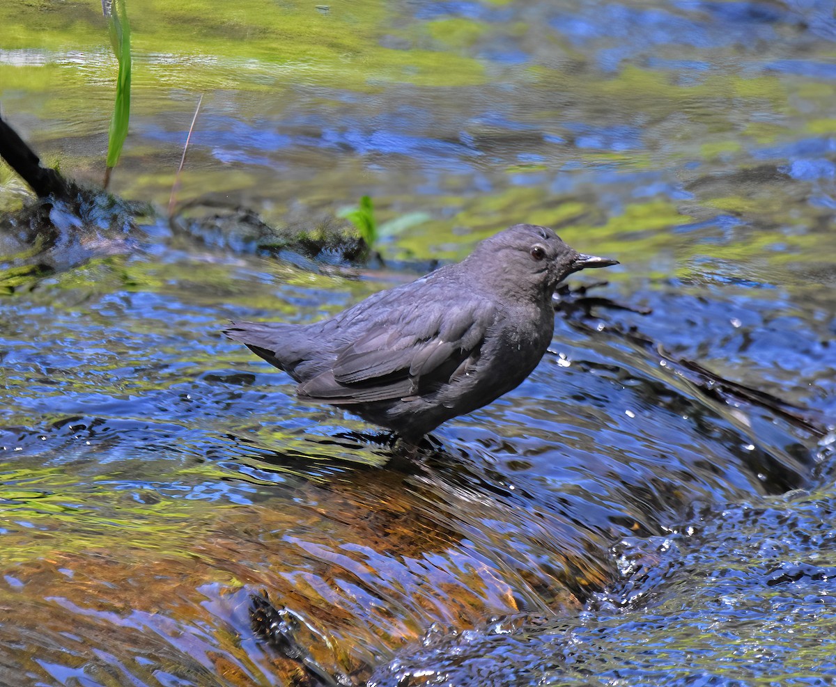 American Dipper - Doug Hogg