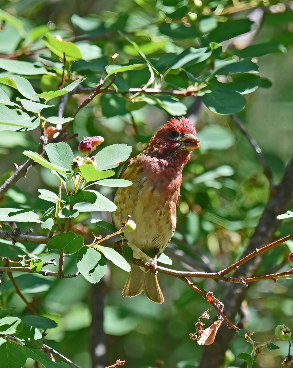 Purple Finch - Doug Hogg