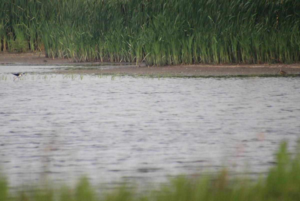 Long-billed Dowitcher - ML593804731