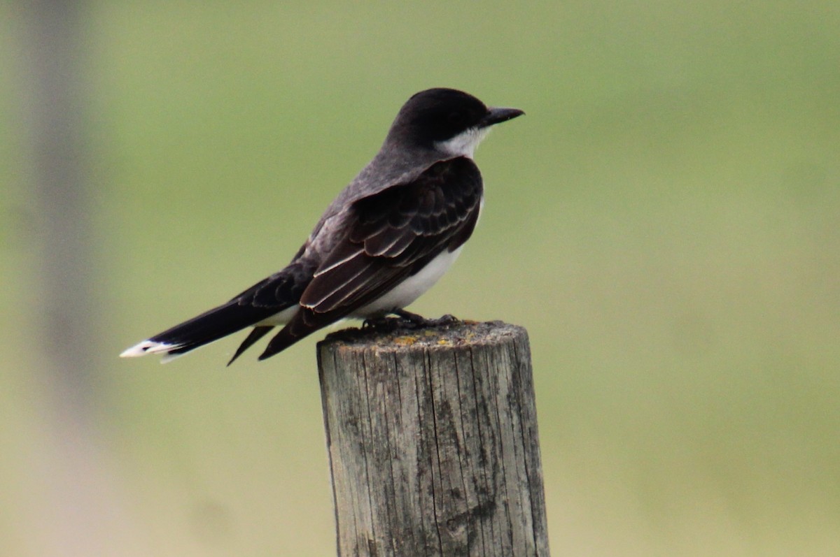 Eastern Kingbird - Elaine Cassidy