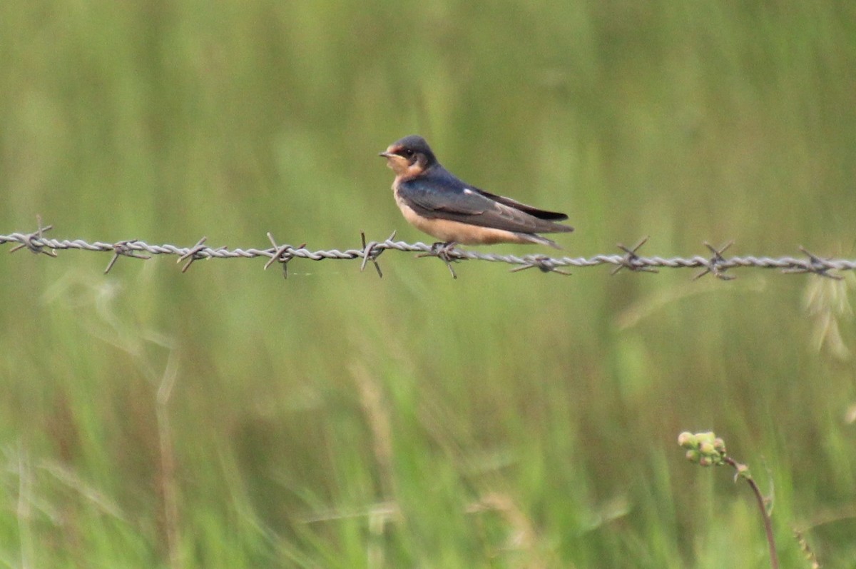 Barn Swallow - ML593805811