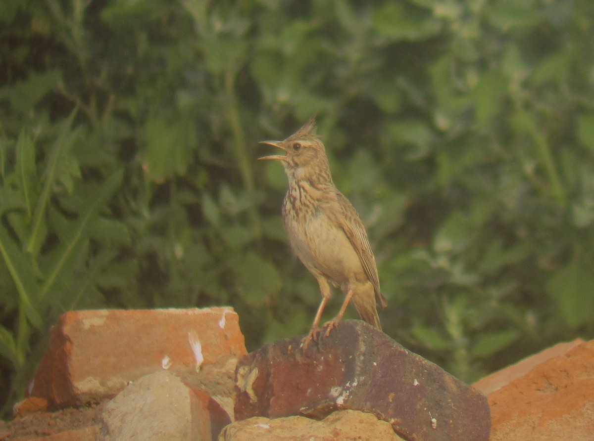 Crested Lark - ML593805961