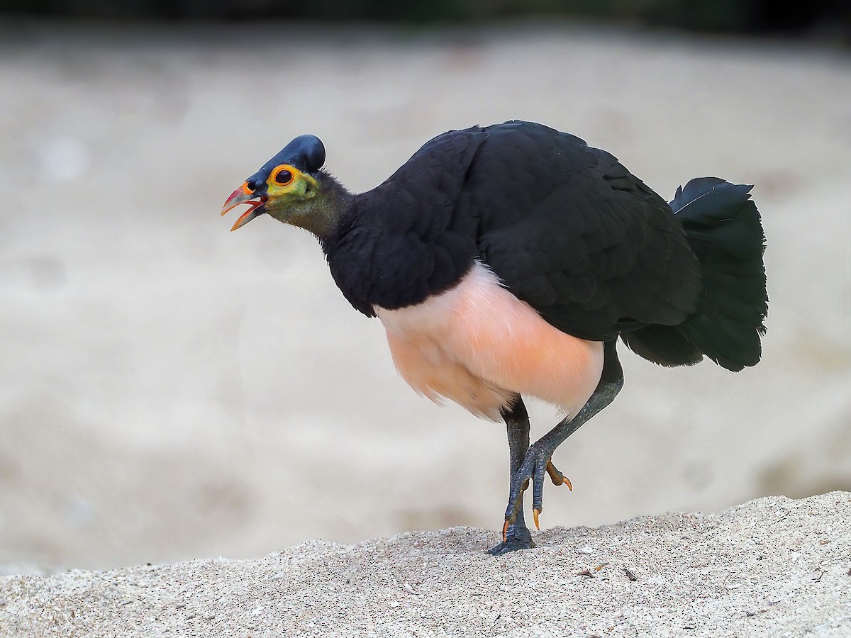 https://cdn.download.ams.birds.cornell.edu/api/v2/asset/593806071/1200