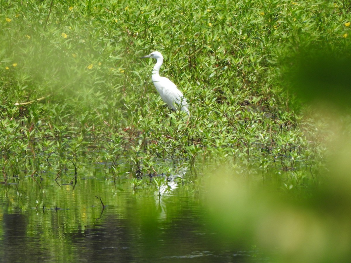 Little Blue Heron - ML593806161