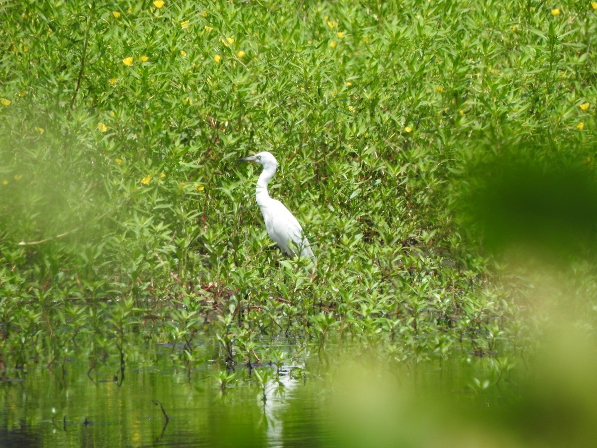 Little Blue Heron - ML593806171