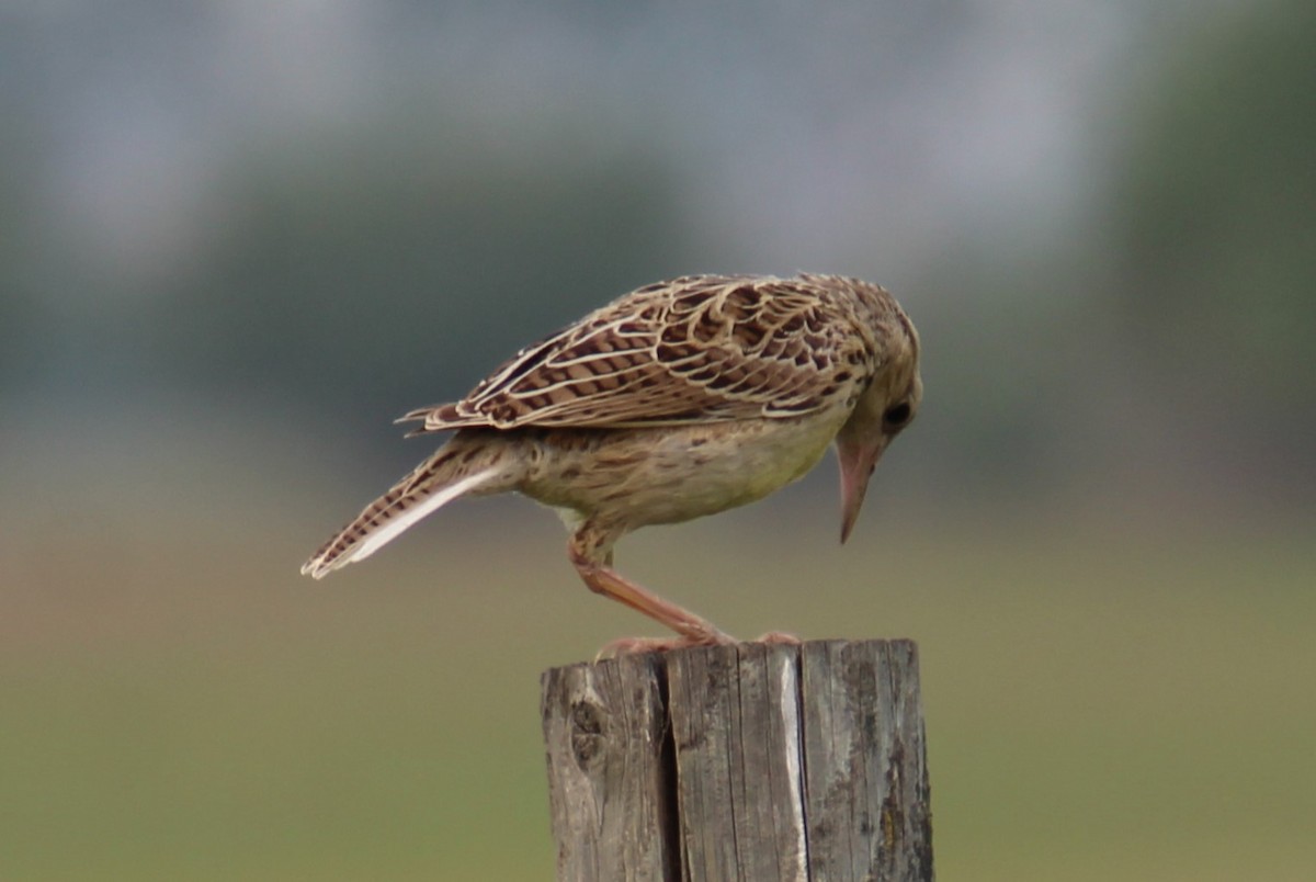 Western Meadowlark - ML593806301