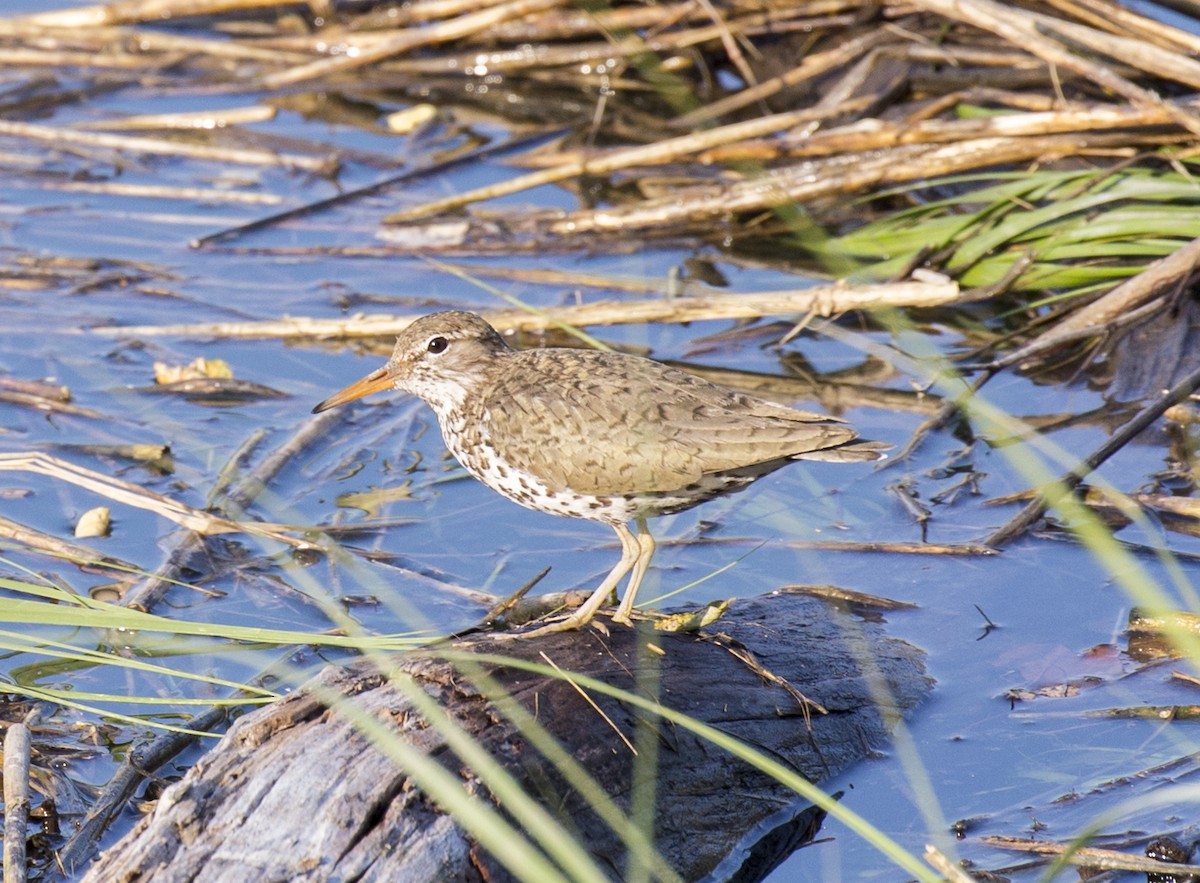 Spotted Sandpiper - ML593806511