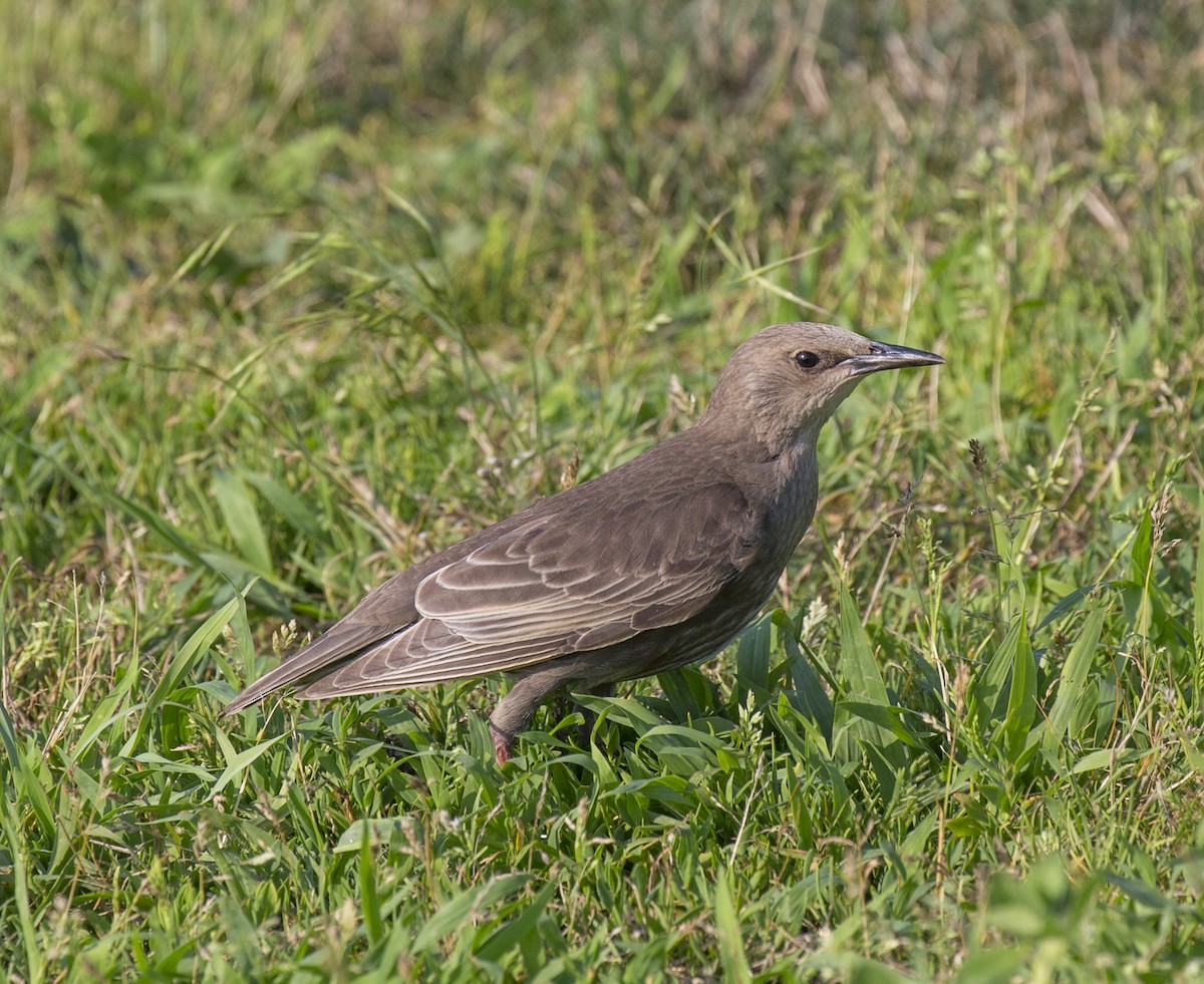 European Starling - ML593806531
