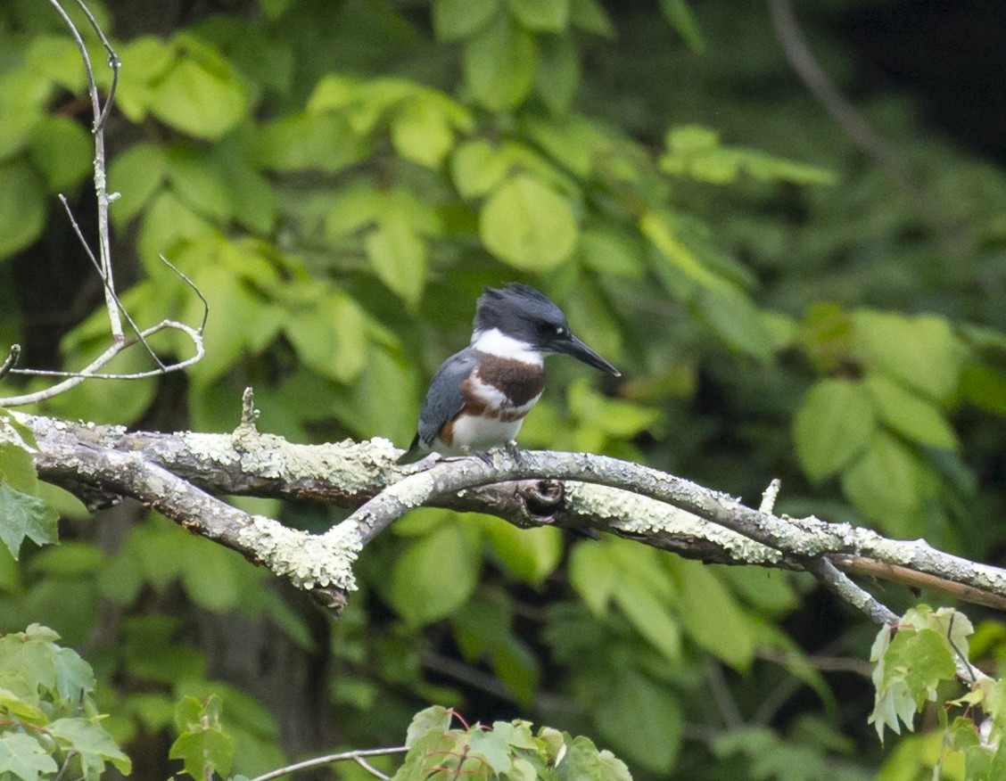 Belted Kingfisher - ML593806721