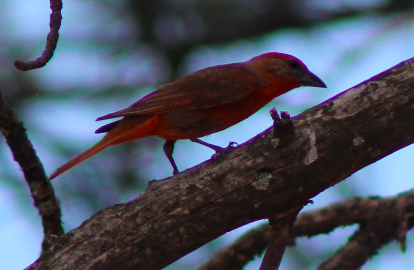 Hepatic Tanager - ML593806861
