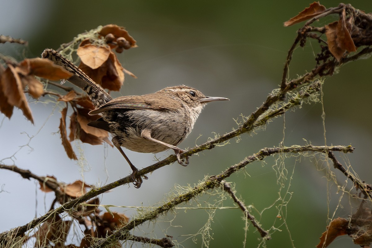 Bewick's Wren (spilurus Group) - Carole Rose