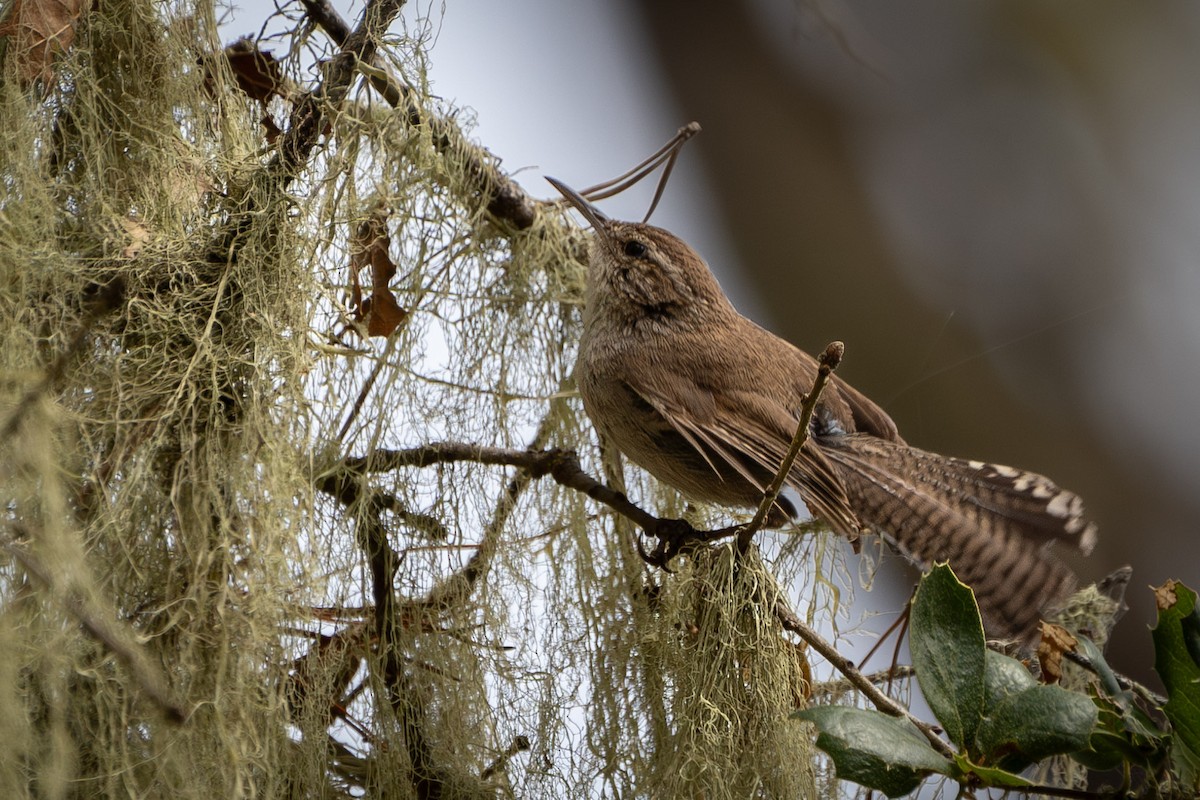 Bewick's Wren (spilurus Group) - ML593807121