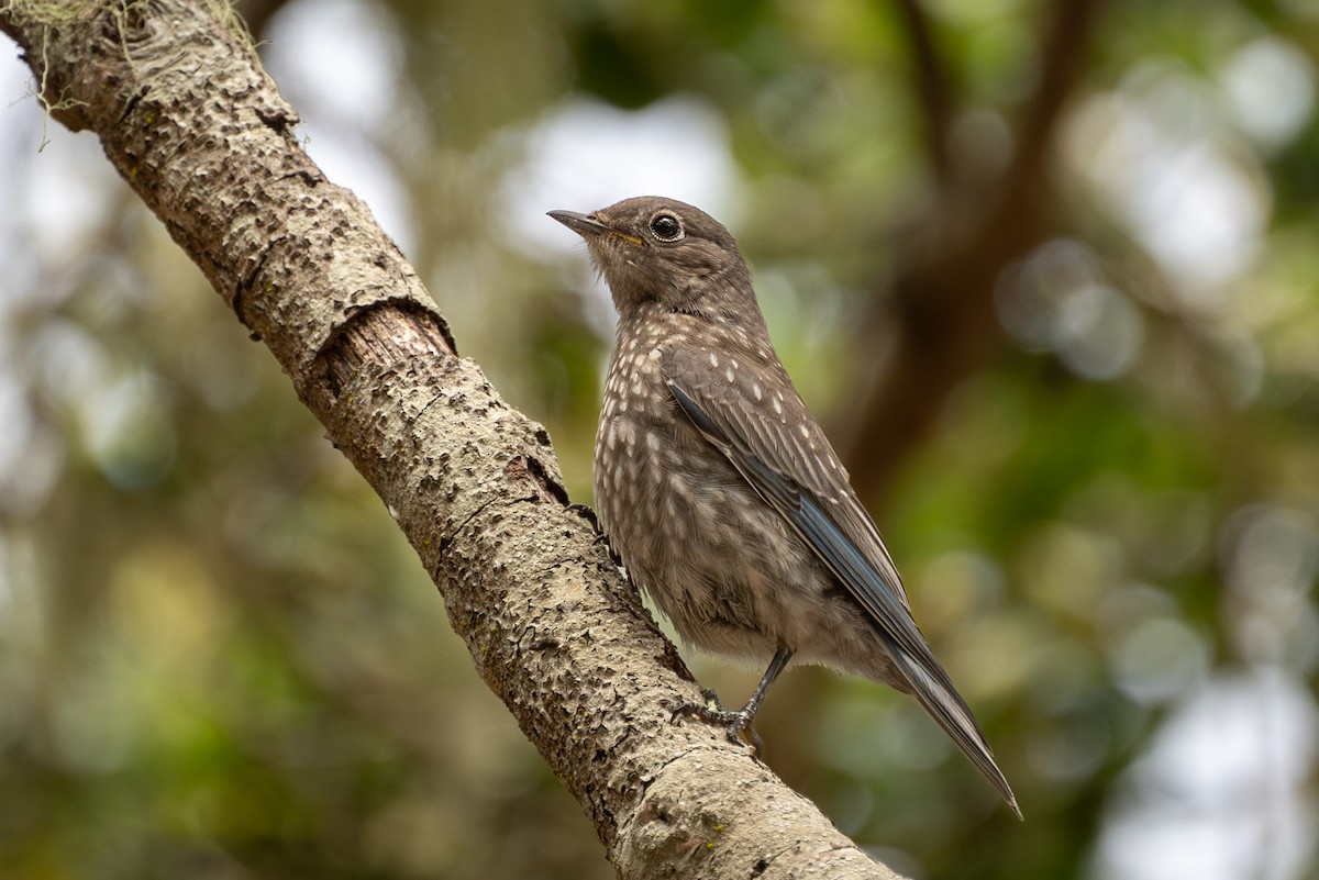 Western Bluebird - ML593807191