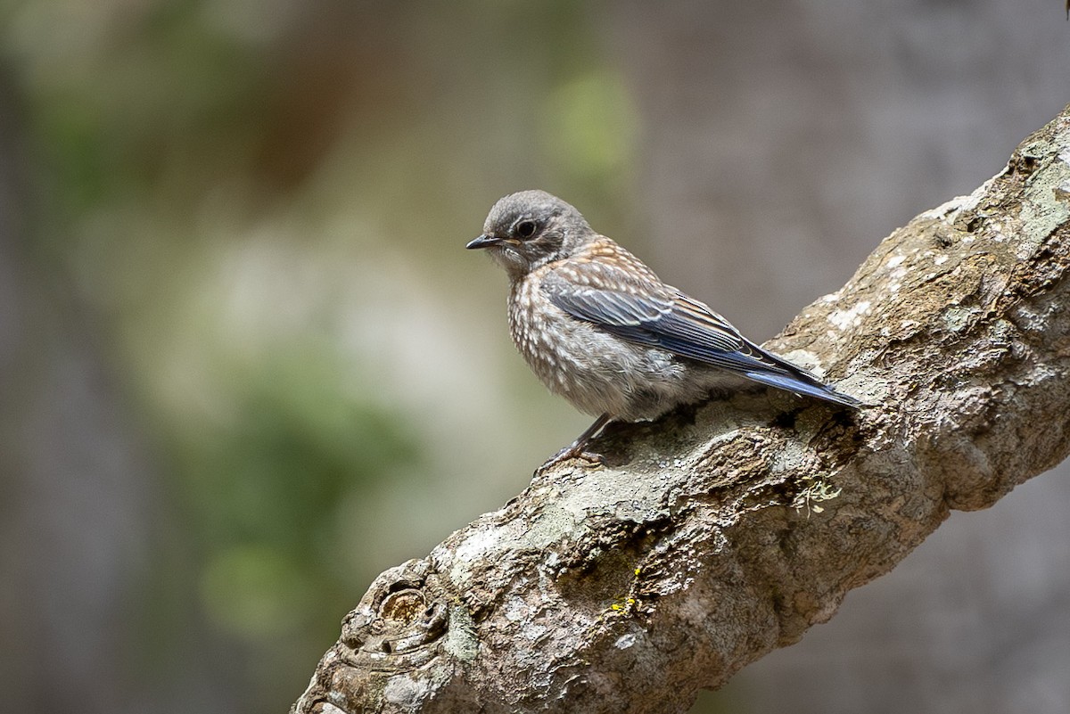 Western Bluebird - ML593807231