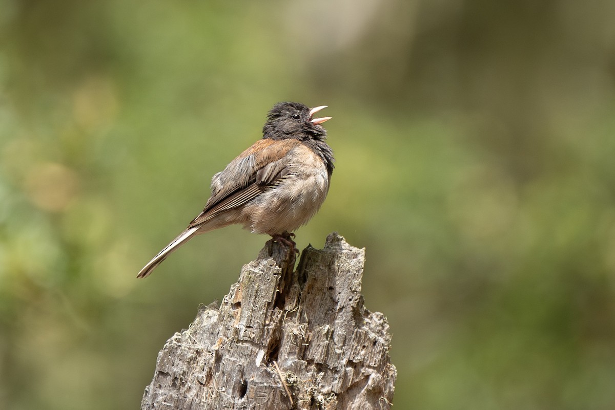 Junco ardoisé (groupe oreganus) - ML593807341