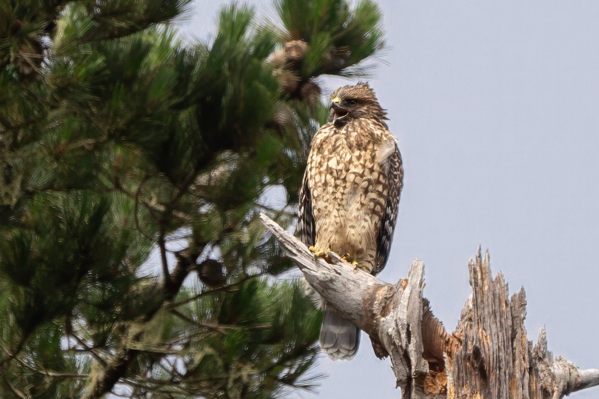 Red-shouldered Hawk (elegans) - ML593807371