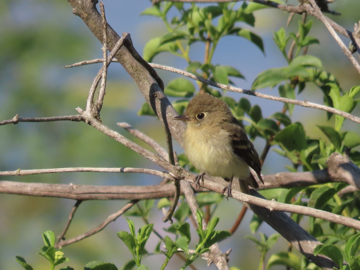 Western Flycatcher (Pacific-slope) - ML593807641