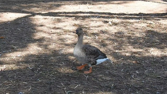 Tundra Bean-Goose - ML593807851