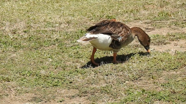 Tundra Bean-Goose - ML593807961