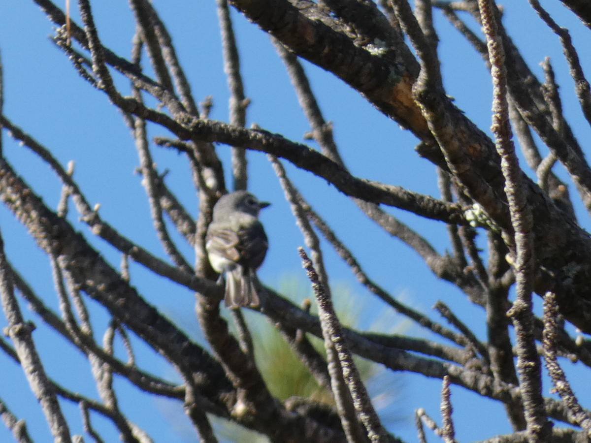 Plumbeous Vireo - ML593808061