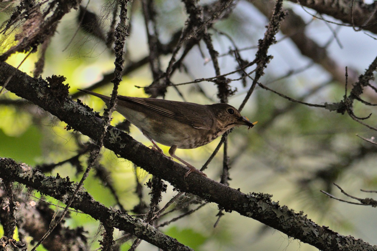 Swainson's Thrush - ML593808361