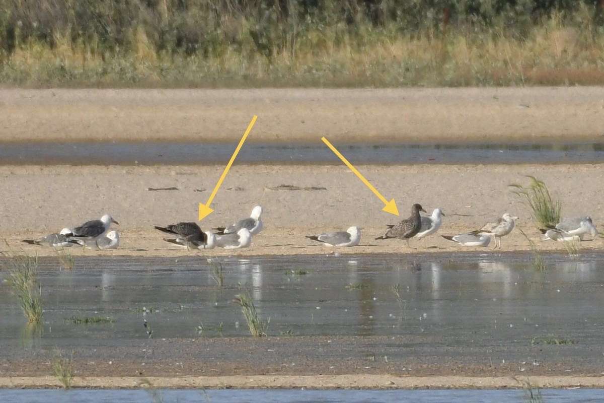 California Gull - ML593808891