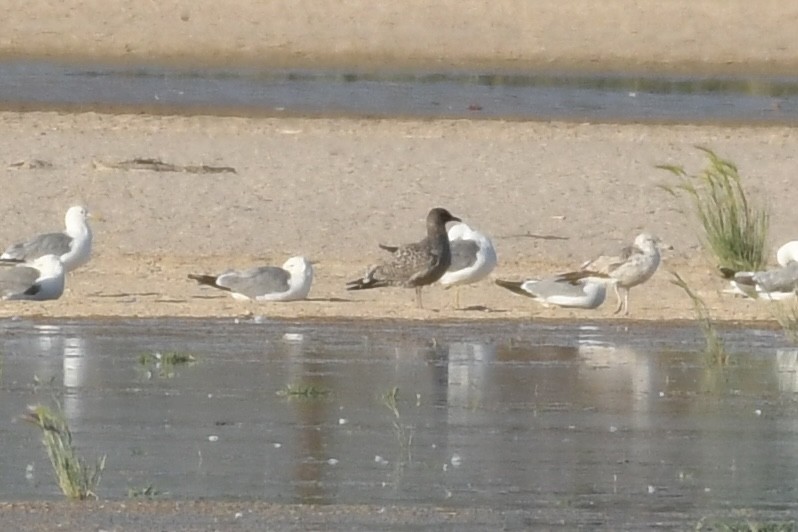 Gaviota Californiana - ML593808901