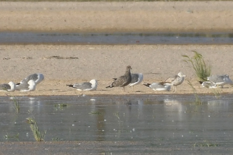 Gaviota Californiana - ML593808911