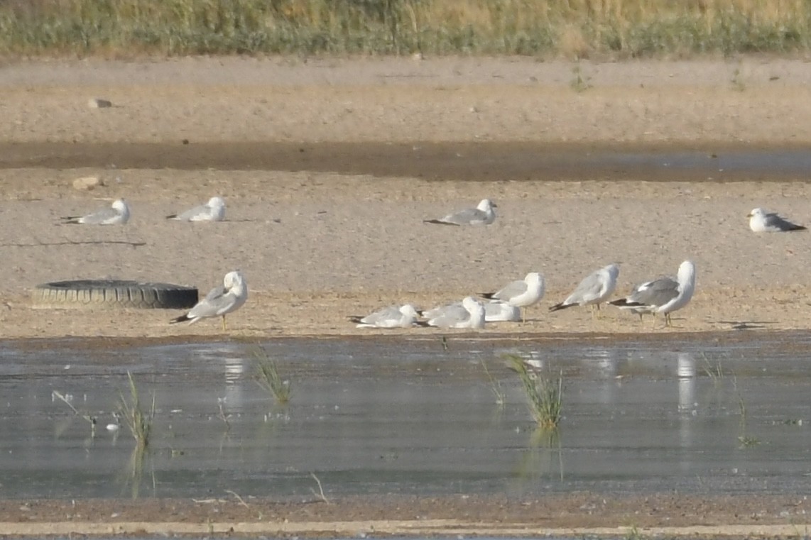 Ring-billed Gull - ML593808961