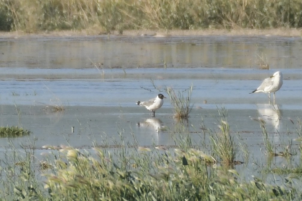 Franklin's Gull - ML593809111