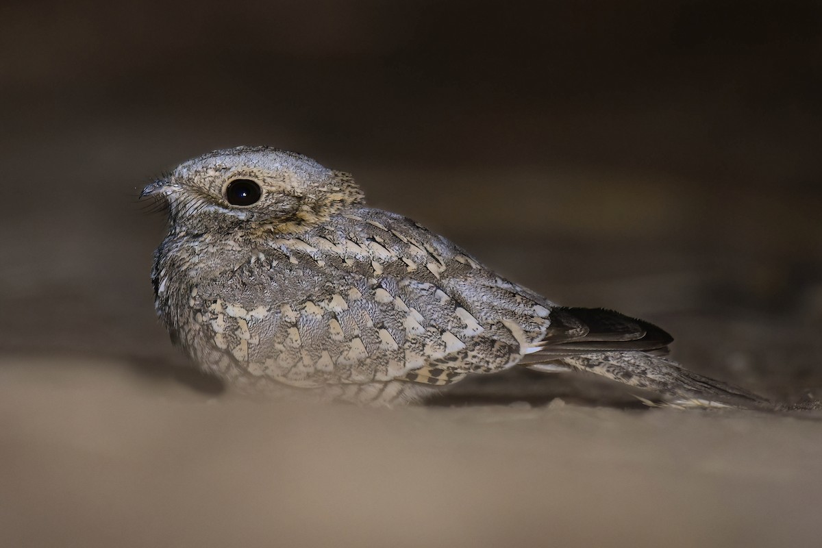 Nubian Nightjar - ML593809321