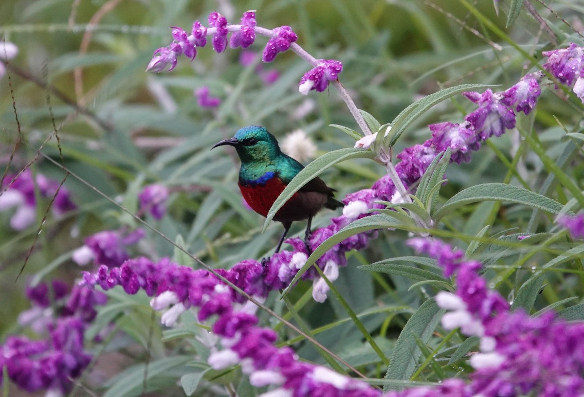 Northern Double-collared Sunbird - ML593809491