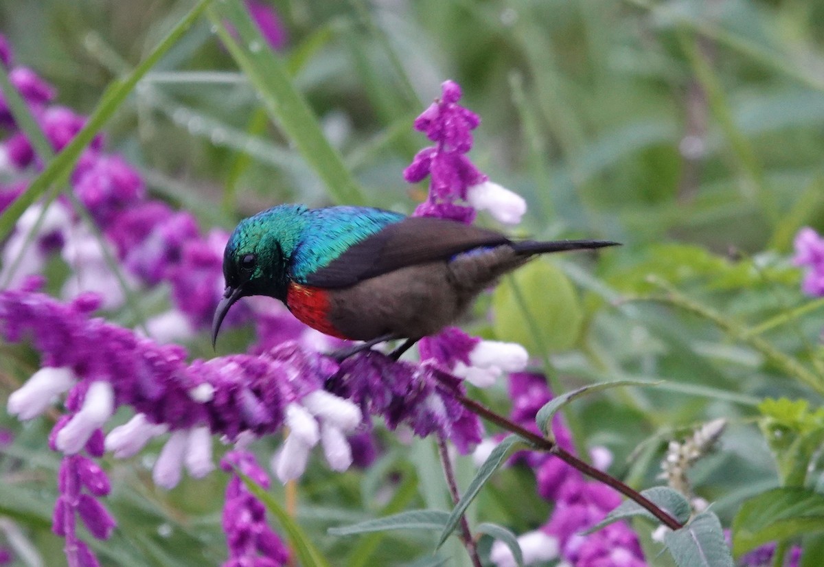 Northern Double-collared Sunbird - ML593809501