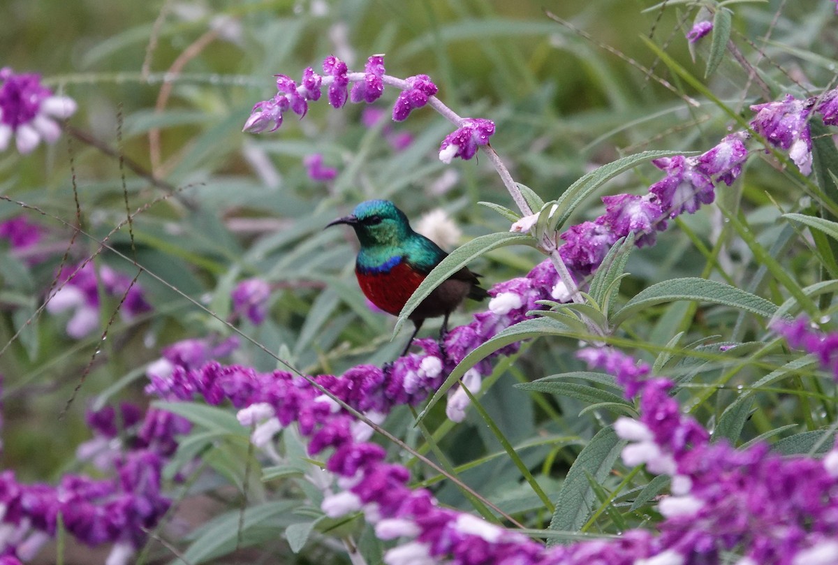 Northern Double-collared Sunbird - ML593809531