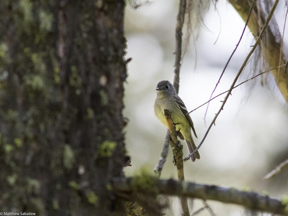 Hammond's Flycatcher - ML59380991