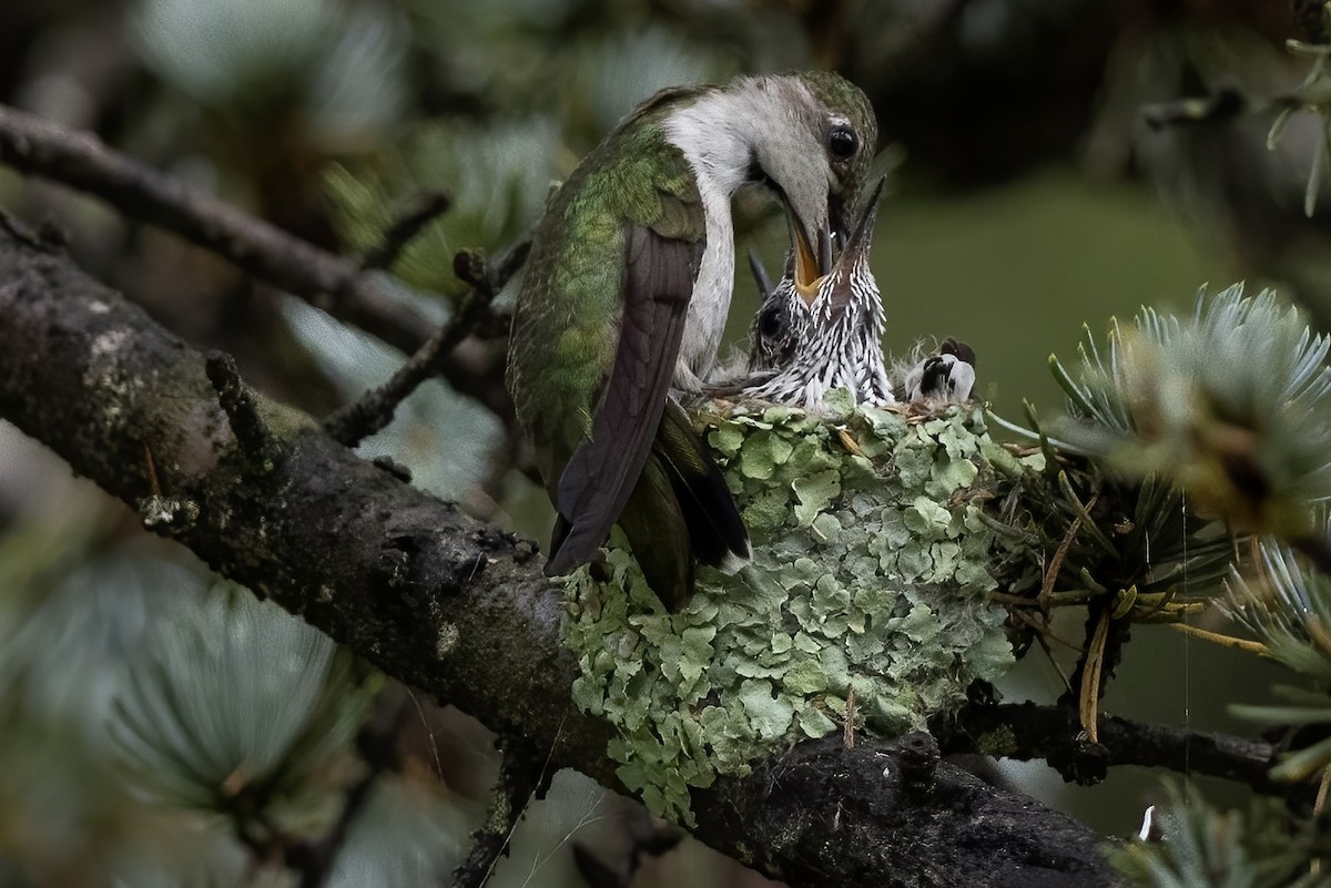 Ruby-throated Hummingbird - ML593811191