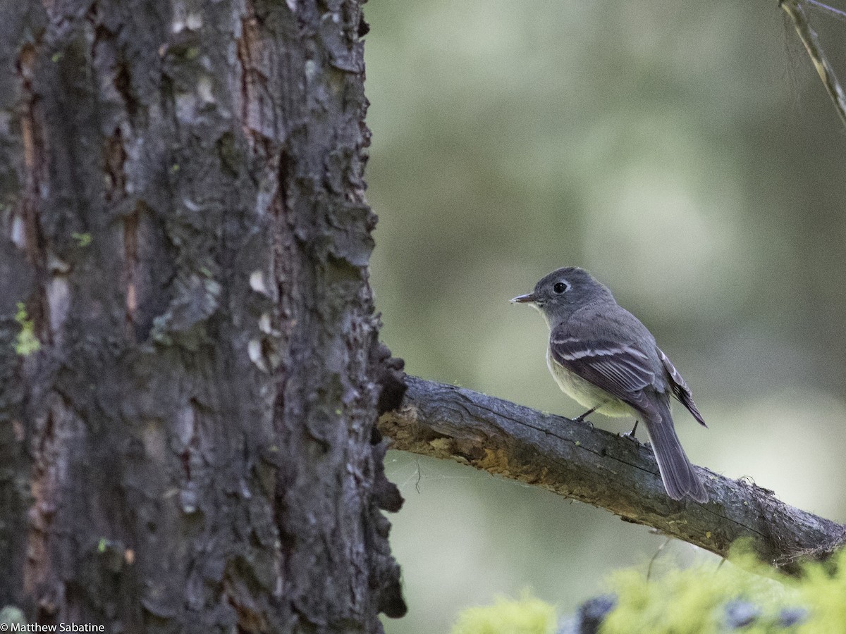 Hammond's Flycatcher - ML59381121