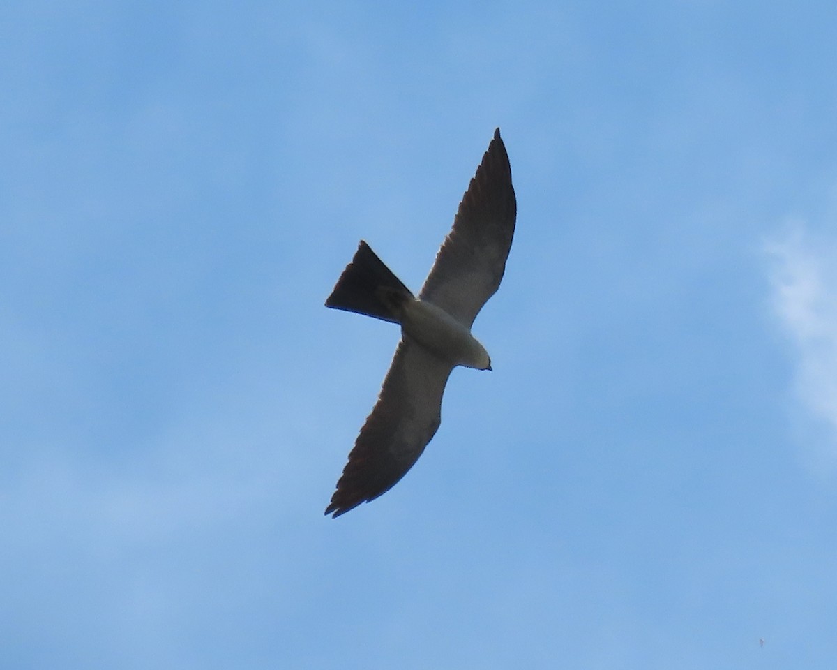 Mississippi Kite - ML593811291