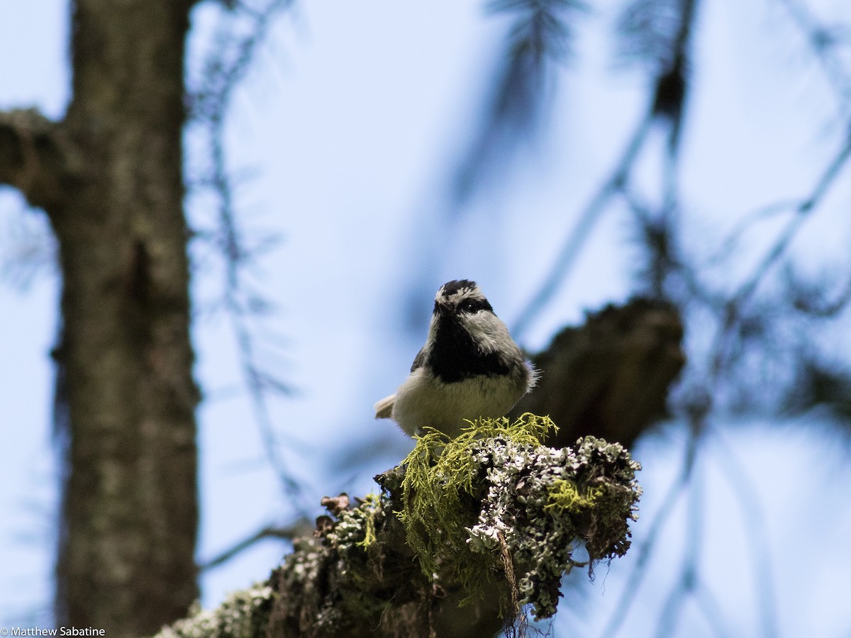 Mountain Chickadee - ML59381131