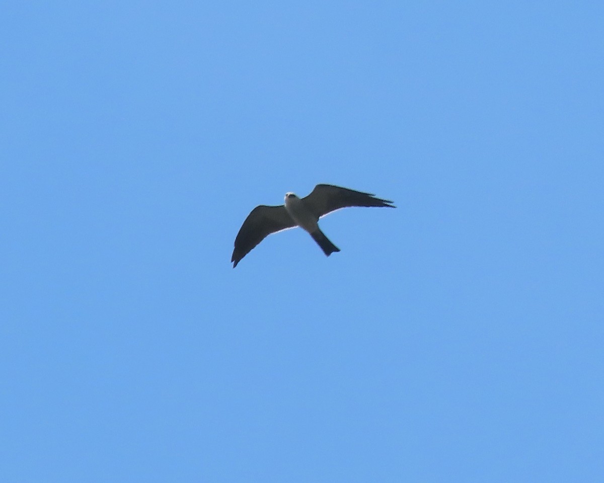 Mississippi Kite - ML593811311