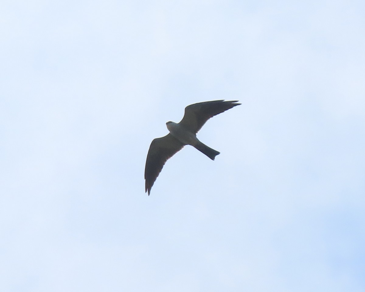 Mississippi Kite - ML593811321