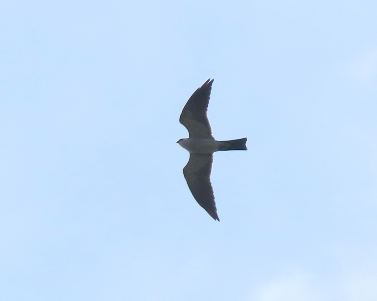 Mississippi Kite - ML593811331